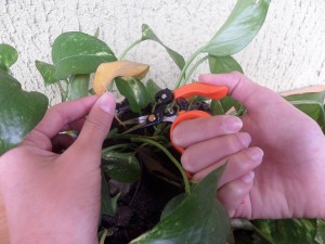 Forbici Giardinaggio Bonsai Dita Libere
