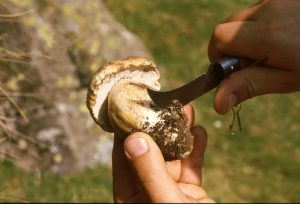 coltello coglifunghi codega dorso dentato