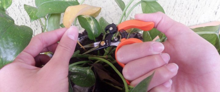 Forbici da giardinaggio: cura delle piante e raccolta di frutta e verdura
