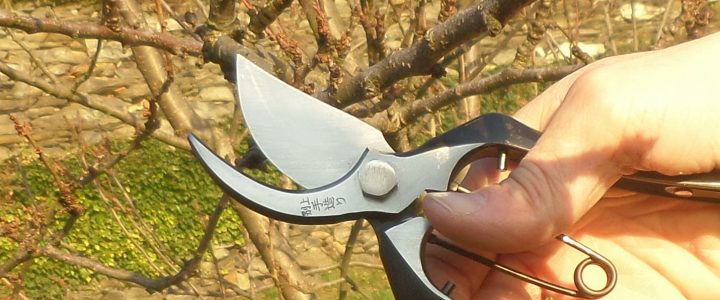 Potatura degli Alberi da Frutto: Come e Quando