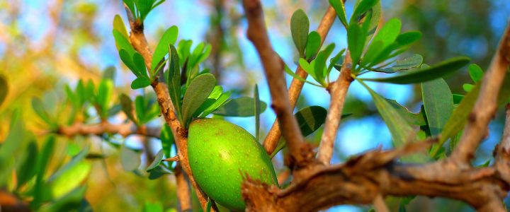 albero olio argan