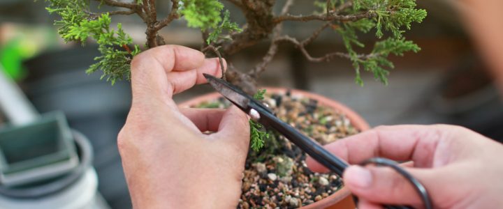 Cura dei Bonsai: quali attrezzi scegliere